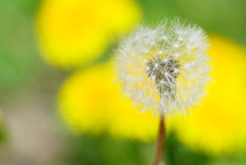 Löwenzahn Pusteblume 