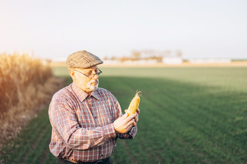 Adult farmer checking plants on his farm.