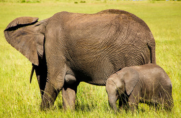 Naklejka na ściany i meble Adult african elephant (Loxodonta africana) with baby elephant grazing in the african savannah. Landscape of Africa