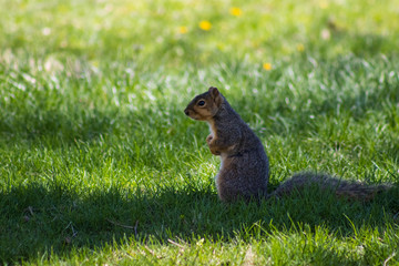 squirrel standing on the grass