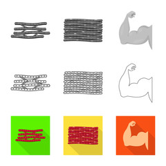 Vector design of fiber and muscular symbol. Set of fiber and body  stock vector illustration.