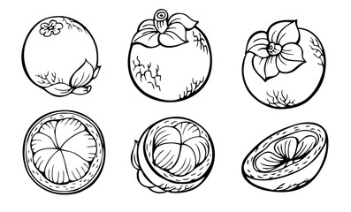 Mangosteen fruits (Garcínia mangostána), graphic black and white drawing, fruit set.