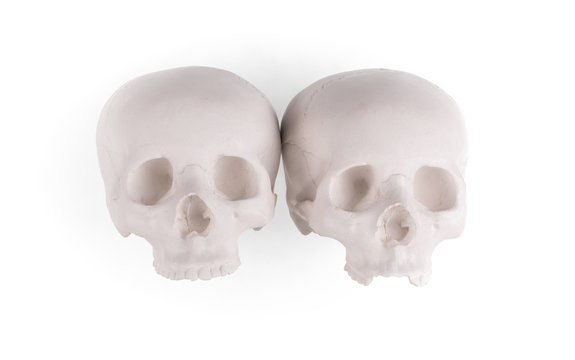 two human skulls on white isolated background