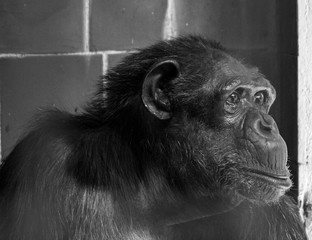 Szympans, małpa, monkey,Pan, troglodytes, Pan troglodytes © Dreamnordno