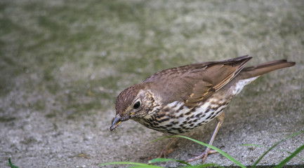 Obraz premium song thrush bird