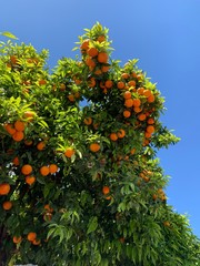 Arbol de mandarinas naranjas que contrastan con el cielo azul 