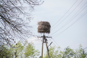stork nest on a electricity pole