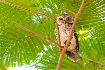 Spotted Owlet perching on tree looking at camera