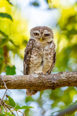 Spotted Owlet perching on tree looking at camera
