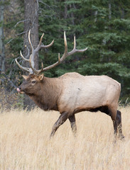 Beautiful Majestic Bull Elk in Jasper National Park Alberta Canada