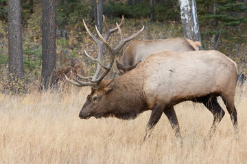 Beautiful Majestic Bull Elk in Jasper National Park Alberta Canada