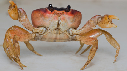 A small orange sea crab with black eyes and claws apart on a neutral white background.