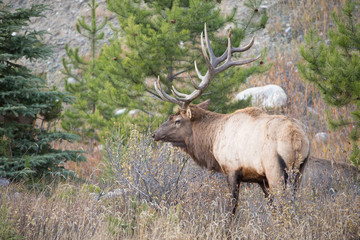 Naklejka na ściany i meble Beautiful Majestic Bull Elk in Jasper National Park Alberta Canada