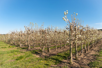 Obraz premium Blossoming apple orchard in spring. Germany, Europe. Beauty world