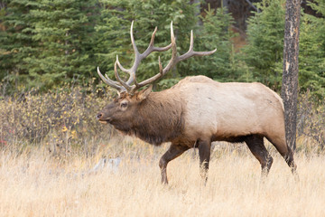 Naklejka na ściany i meble Beautiful Majestic Bull Elk in Jasper National Park Alberta Canada