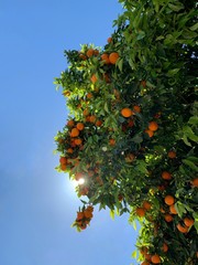 Árbol de mandarinas naranjas que contrastan con el azul del cielo 