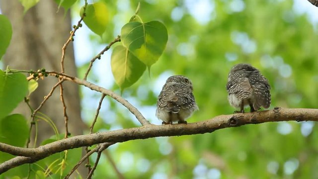 Spotted owlet , Athene brama , hold branch and clean itself on tree in nature , Lockdown.