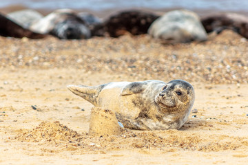 little seal playing with sand