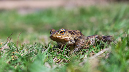 frog close up