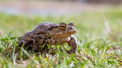 frog close up
