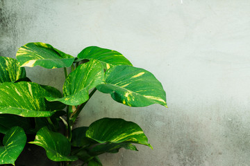 Big green leaves on a white wall