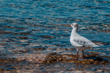 A gull on a beach