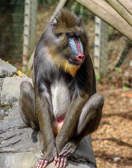 Pretty monkey having a rest