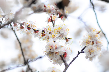  apricot blossom in spring