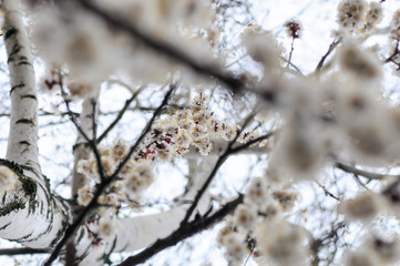  blooming apricot on birch