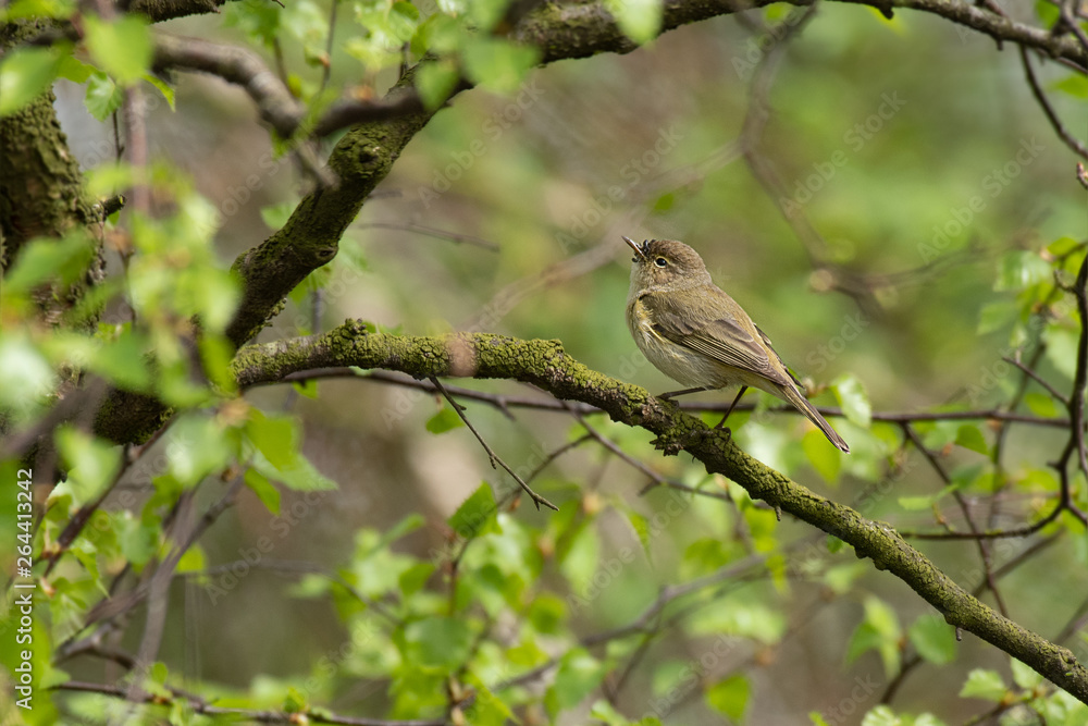 Aufkleber a chiffchaff, phylloscopus collybita, perched on a branch in the middle to a tree looking up