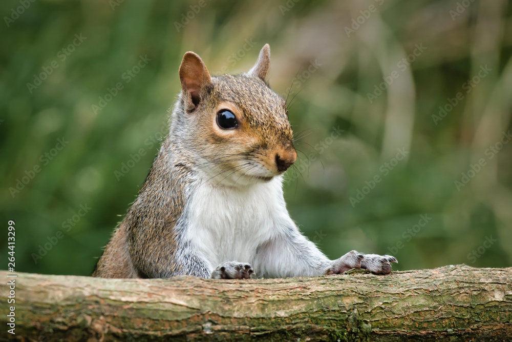 Poster a close up of the head and shoulders of a grey gray squirrel as it tried to climb over an old log