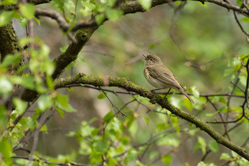 A chiffchaff, Phylloscopus collybita, perched on a branch in the middle to a tree looking up