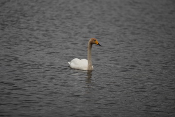 Young swan 