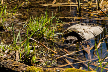 Common Snapping Turtle (Chelydra serpentina)