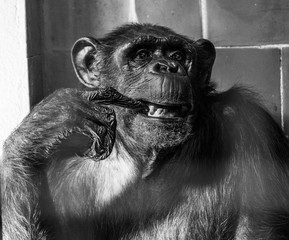 Szympans, małpa, monkey,Pan, troglodytes, Pan troglodytes © Dreamnordno
