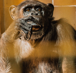 Szympans, małpa, monkey,Pan, troglodytes, Pan troglodytes © Dreamnordno