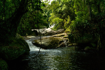 River in the forest