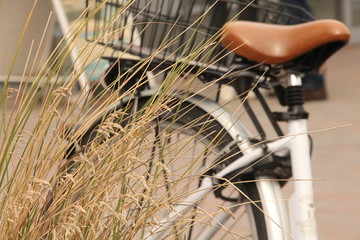 Fototapeta na wymiar backwheal of a white bike with an leathern saddeln behind some stalks