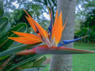 Fototapeta na wymiar The beauty of an exotic bird of paradise flower. Captured at the Andean mountains of southern Colombia.