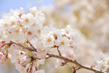 さくらの里の桜