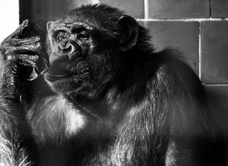 Szympans, małpa, monkey,Pan, troglodytes, Pan troglodytes © Dreamnordno