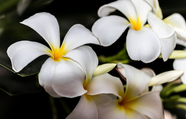 Fototapeta na wymiar Plumeria white flowers the beautiful. close up