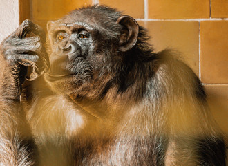 Szympans, małpa, monkey,Pan, troglodytes, Pan troglodytes © Dreamnordno