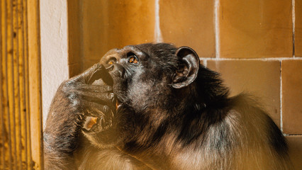 Szympans, małpa, monkey,Pan, troglodytes, Pan troglodytes © Dreamnordno
