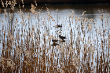 Schilfgürtel im Biotop