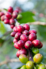Coffee bean in coffee tree plantation.Fresh green berry of coffee in organic farm. ( selective focus )