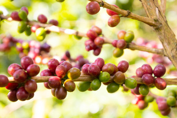 Coffee bean in coffee tree plantation.Fresh green berry of coffee in organic farm. ( selective focus )
