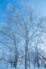 Fototapeta na wymiar 雪の美ヶ原霧氷と樹氷