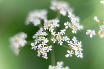 small white flowers on green background