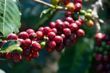 Fresh red coffee berries beans background.arabica coffee berries in organic coffee plantation